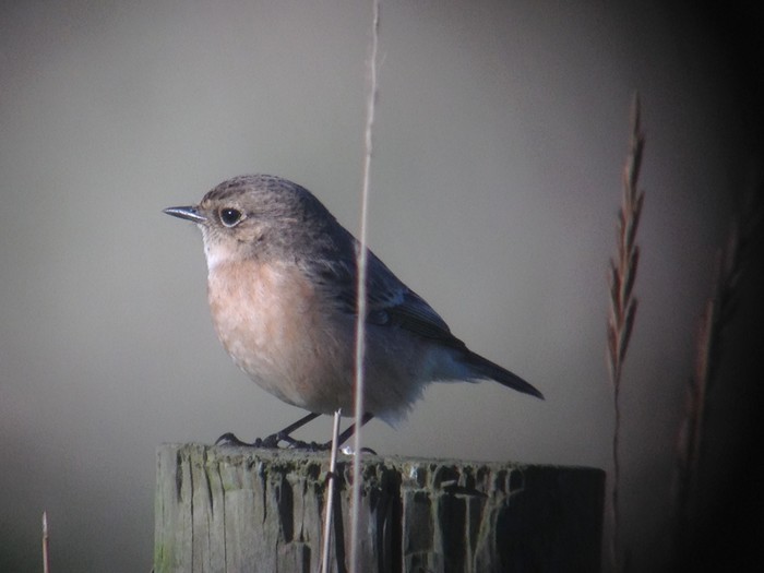 Siberian Stonechat