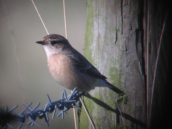 Siberian Stonechat