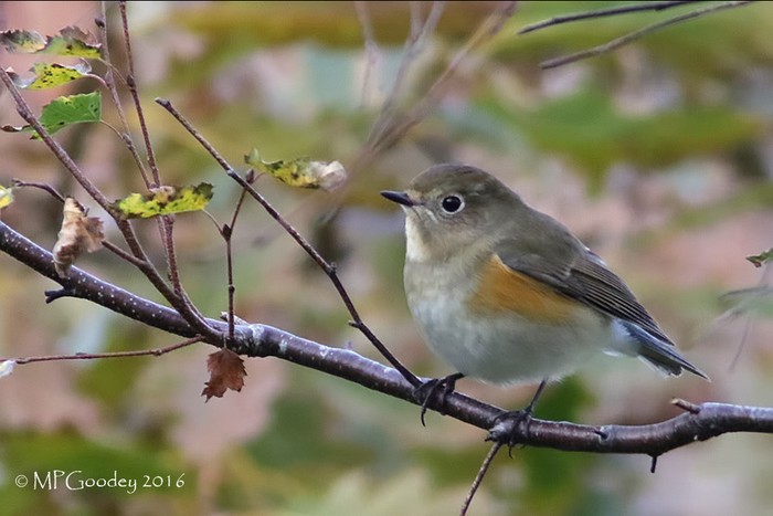 Red-flanked Bluetail