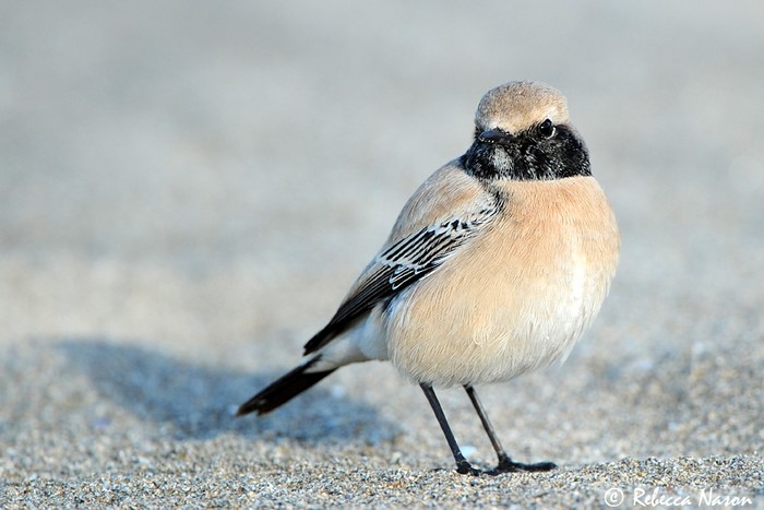 Desert Wheatear