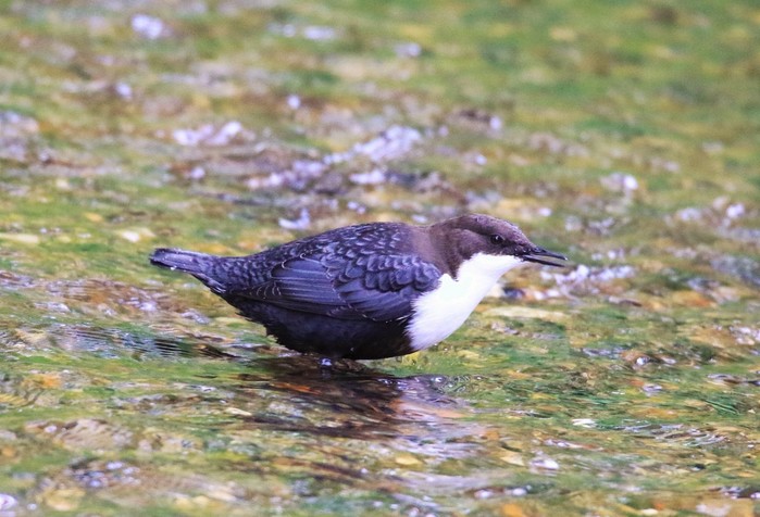 Black-bellied Dipper