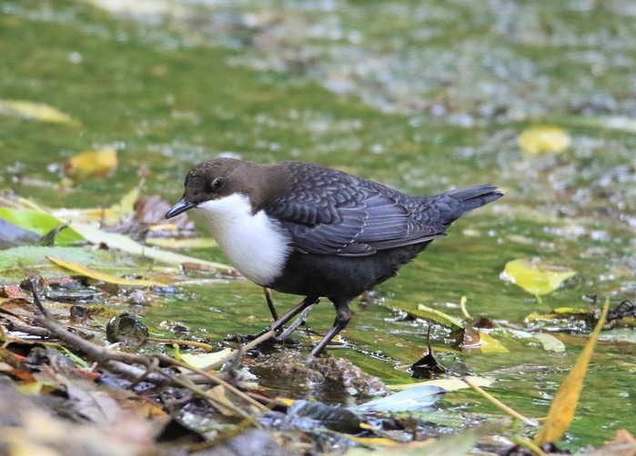 Black-bellied Dipper