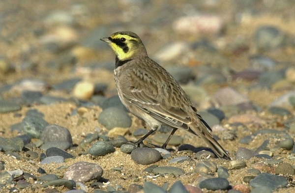 Shorelark