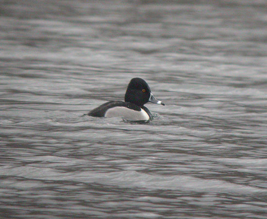 Ring-necked Duck
