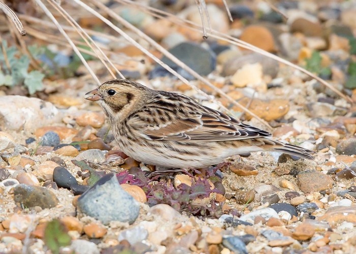 Lapland Bunting