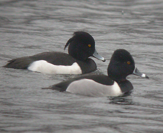 Ring-necked Duck