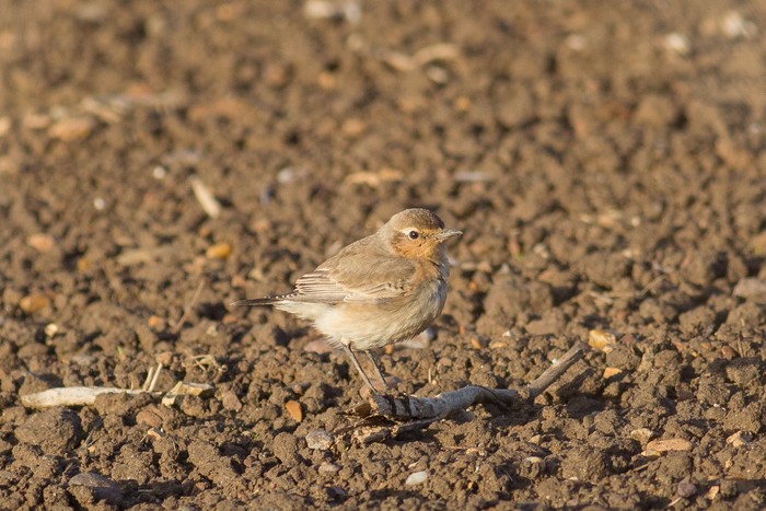 Isabelline Wheatear