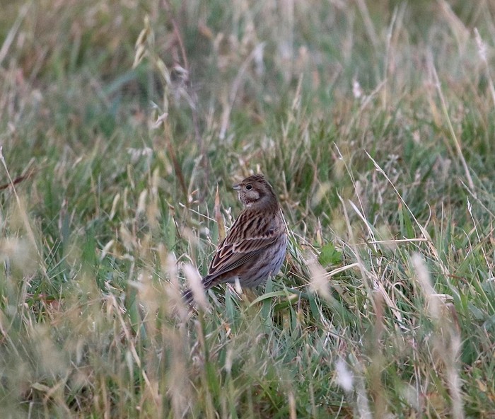 Pine Bunting