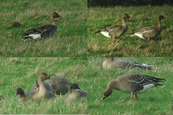 Tundra Bean Goose