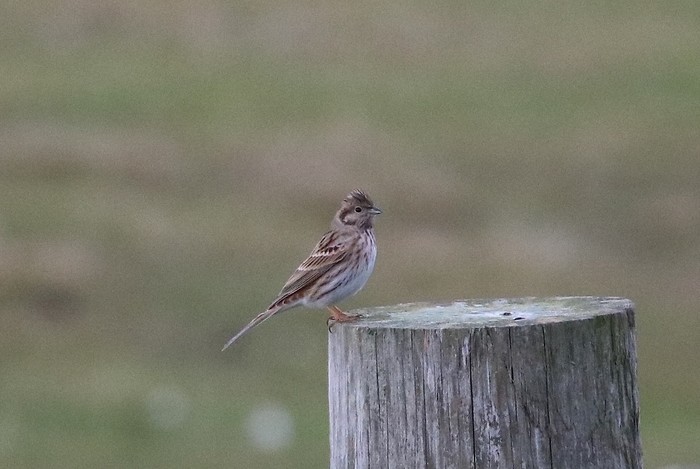 Pine Bunting
