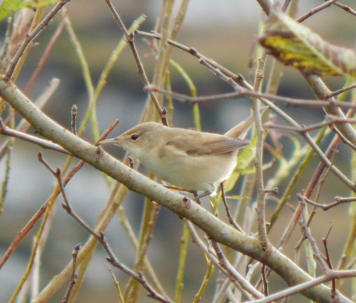 Blyth's Reed Warbler