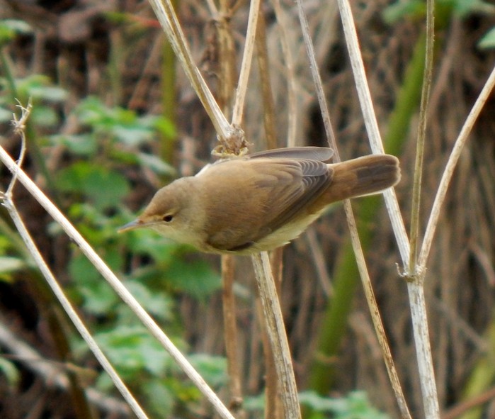 Blyth's Reed Warbler