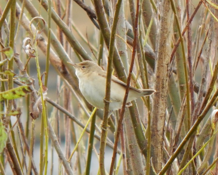 Blyth's Reed Warbler
