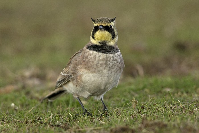 Shorelark