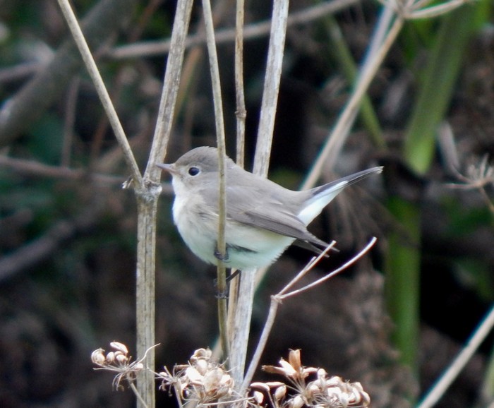 Red-breasted Flycatcher