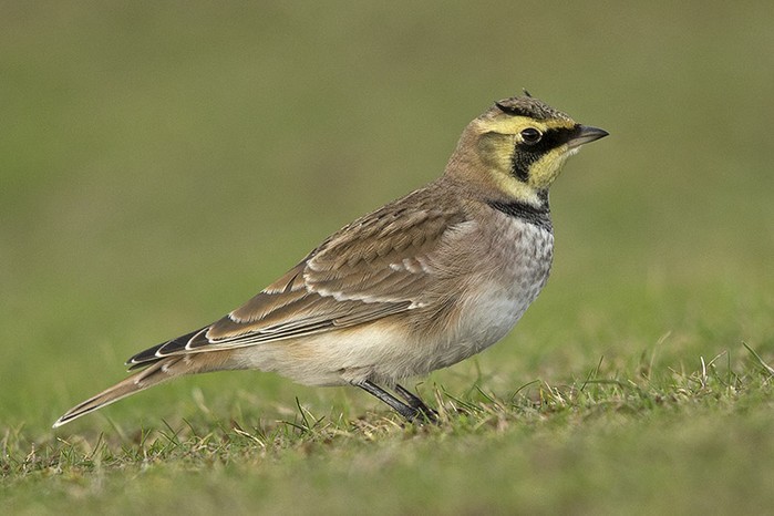 Shorelark