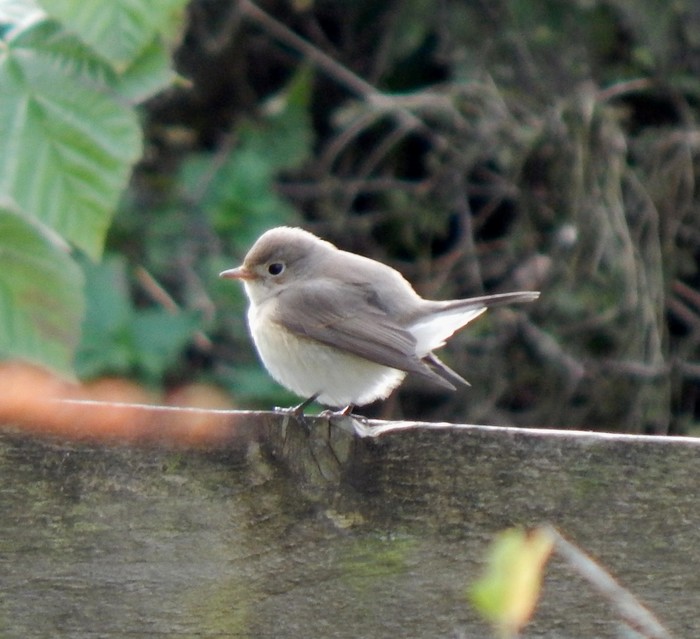 Red-breasted Flycatcher