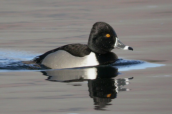 Ring-necked Duck