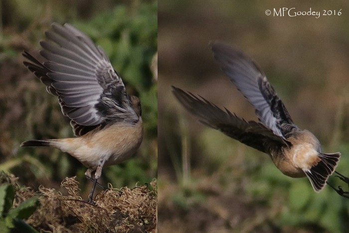 Siberian Stonechat
