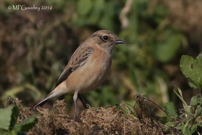 Siberian Stonechat