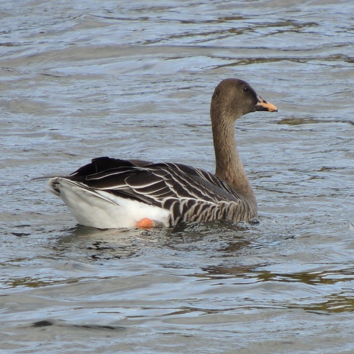 Tundra Bean Goose