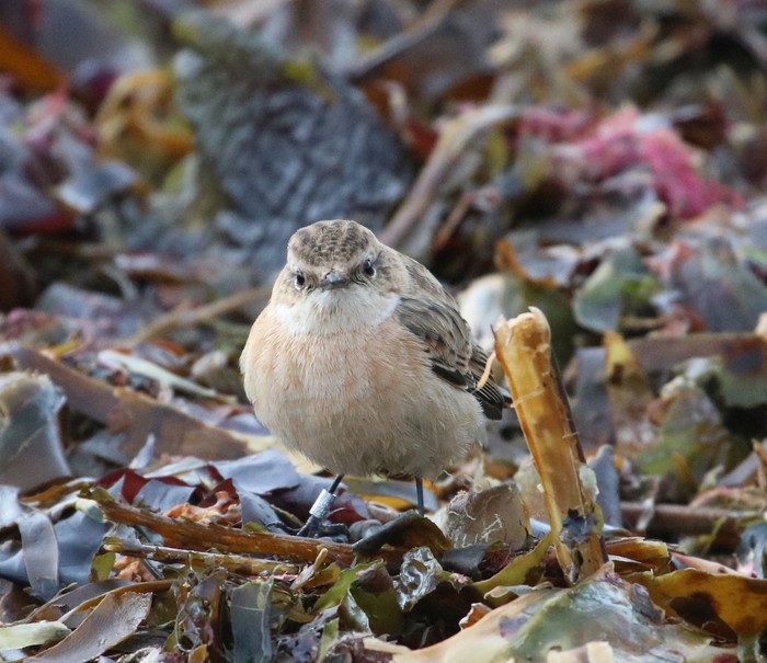 Siberian Stonechat