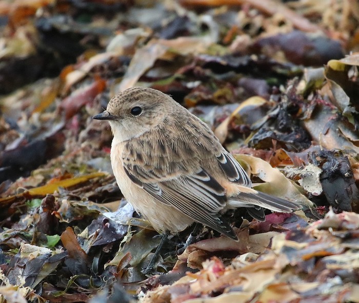Siberian Stonechat
