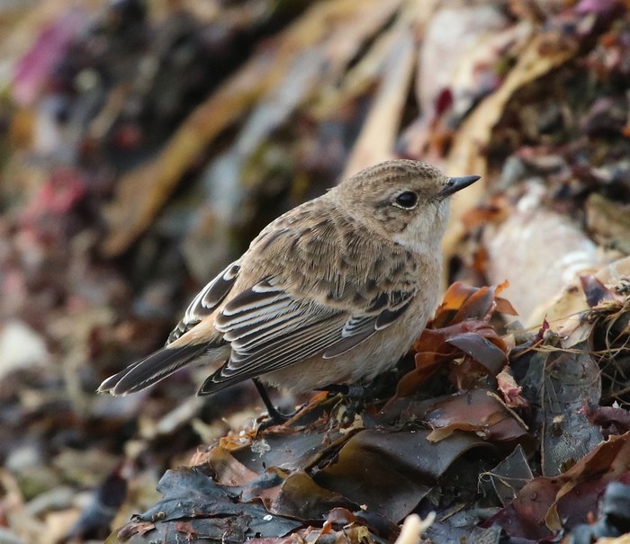 Siberian Stonechat