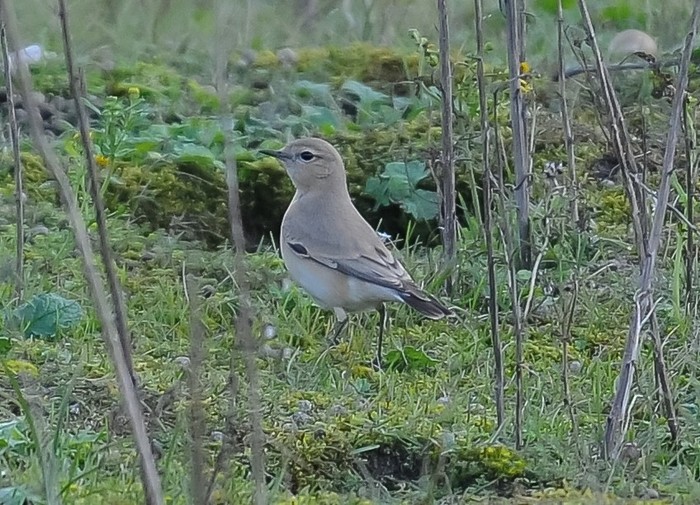 Isabelline Wheatear