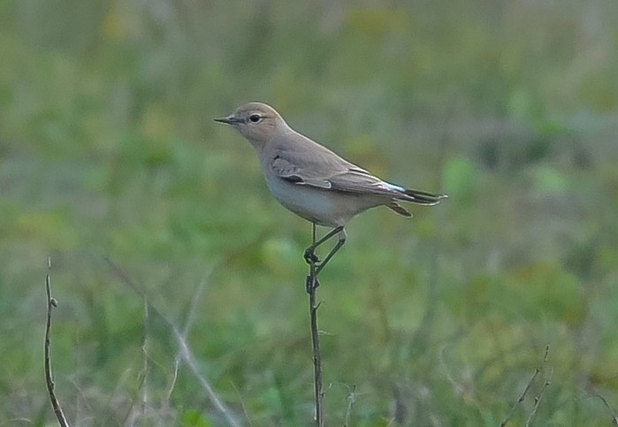 Isabelline Wheatear