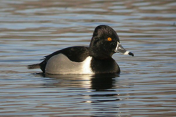 Ring-necked Duck