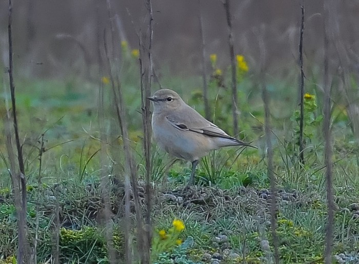 Isabelline Wheatear