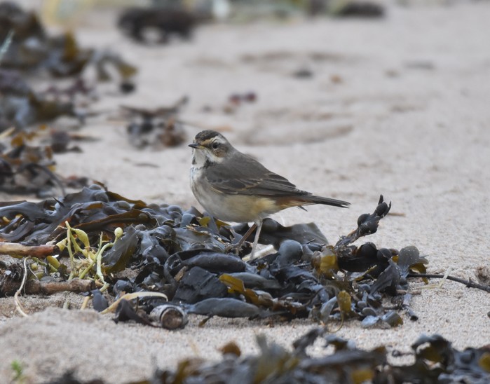 Bluethroat