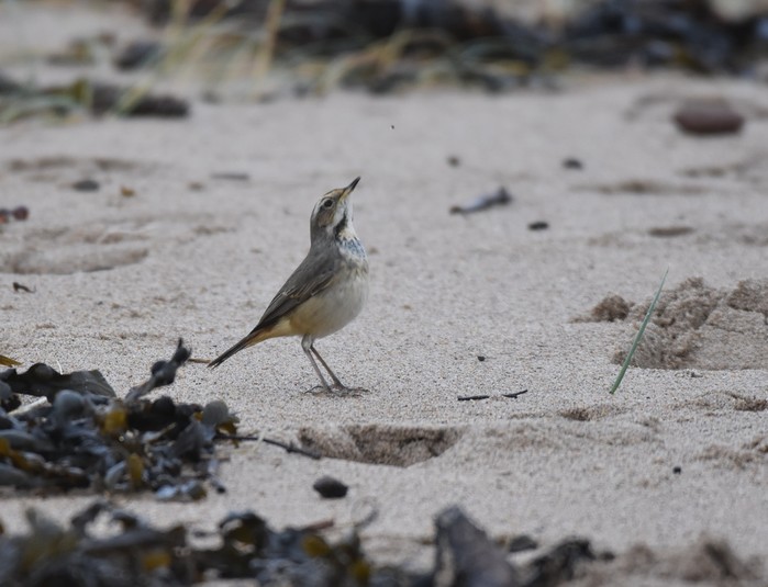 Bluethroat