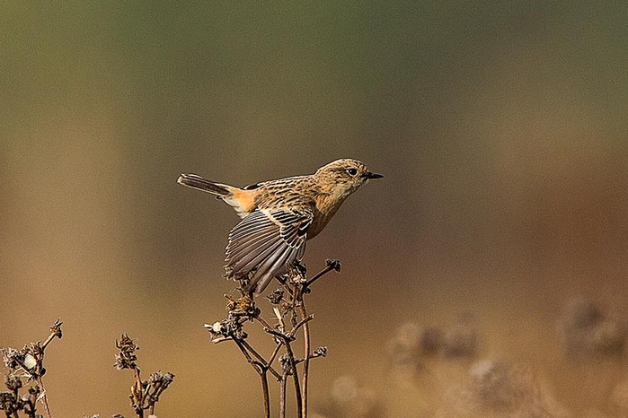 Siberian Stonechat