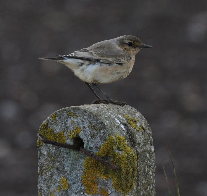 Isabelline Wheatear