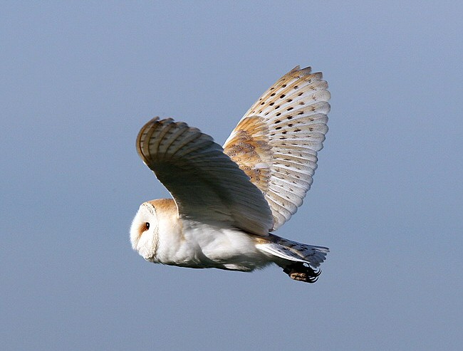 Barn Owl
