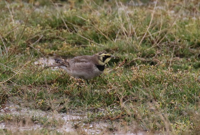 Shorelark