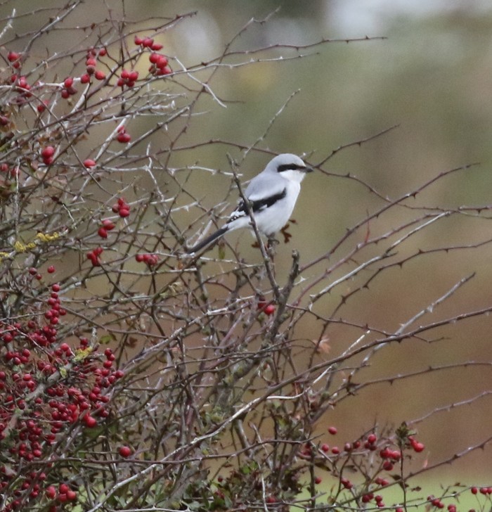 Great Grey Shrike