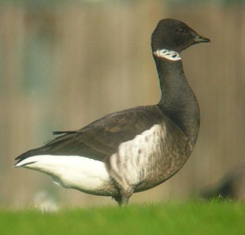 Black Brant