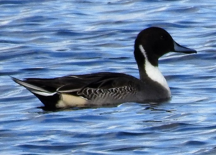 PINTAIL