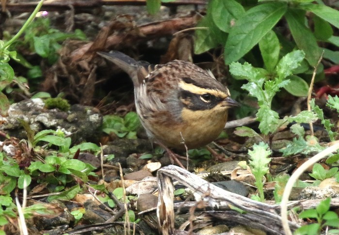 Siberian Accentor