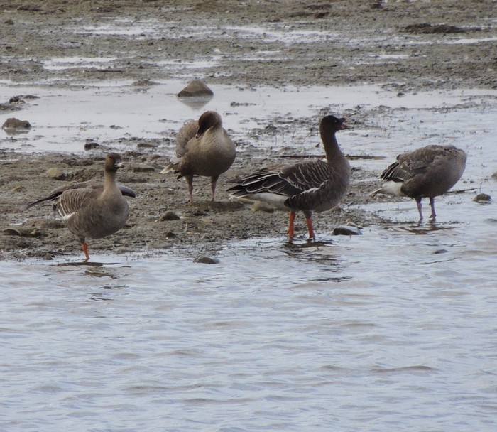 Tundra Bean Goose