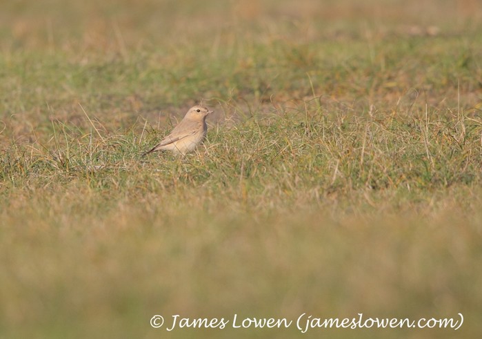 Isabelline Wheatear
