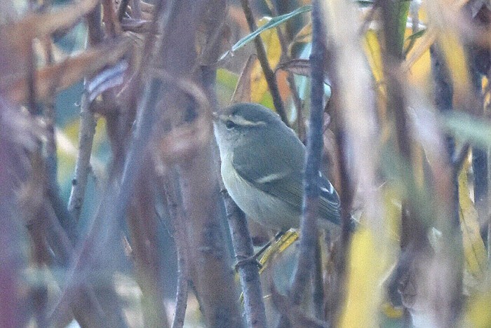 Hume's Yellow-browed Warbler