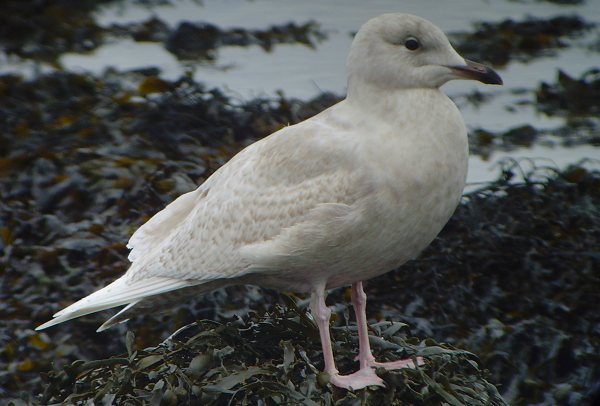 Iceland Gull