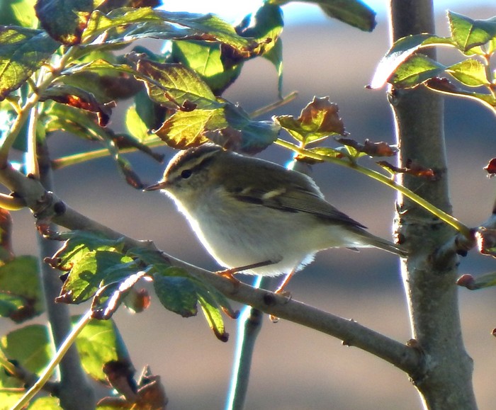 Yellow-browed Warbler