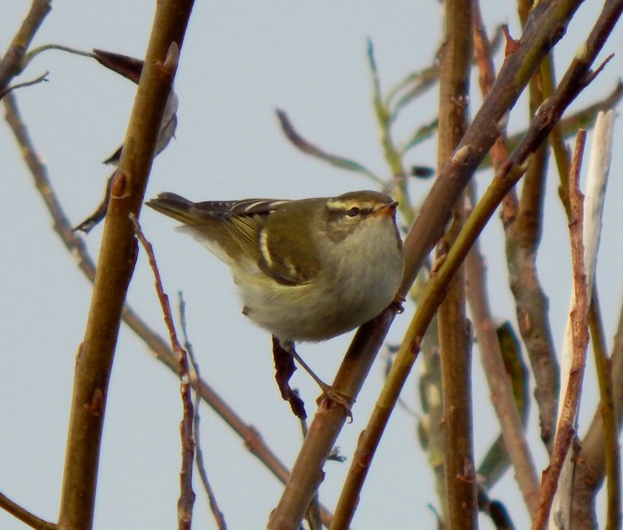 Yellow-browed Warbler