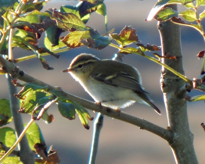Yellow-browed Warbler