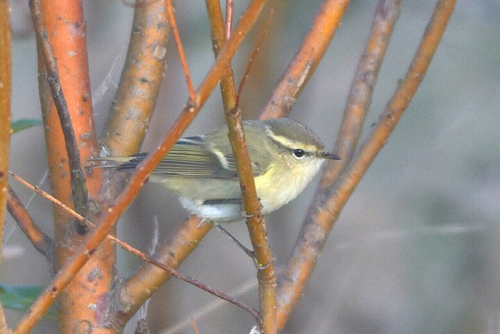 Hume's Yellow-browed Warbler